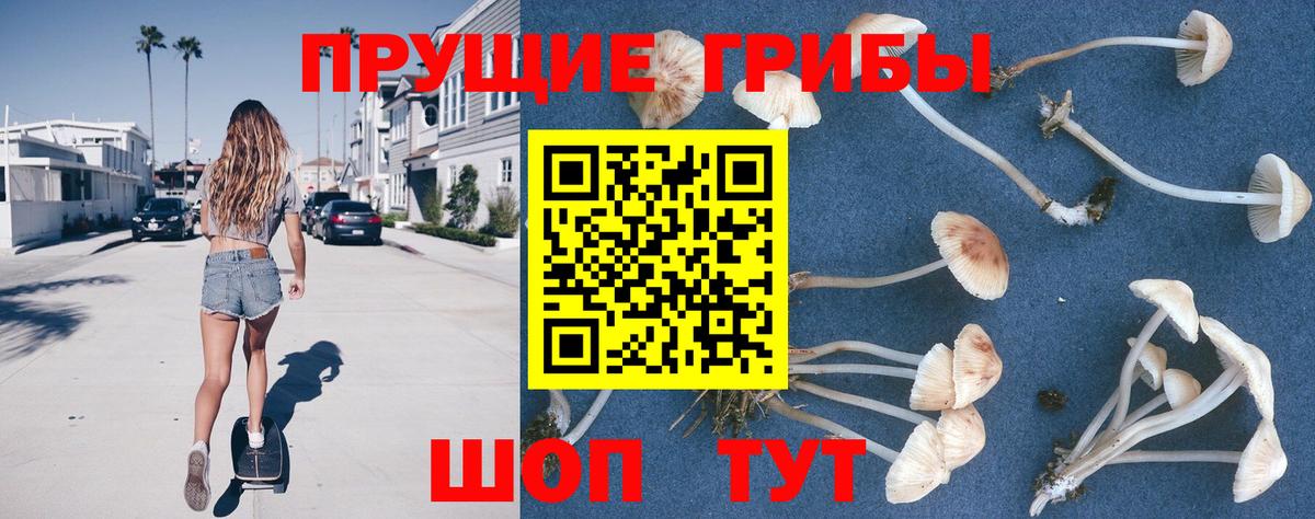 Псилоцибиновые грибы Psilocybe Майский